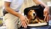 NYC To Purchase BedBug Sniffing Dogs