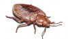 Bedbugs To Spread With Holiday Travelers
