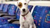 Meet Lola: London’s BedBug Sniffing Wonder Dog