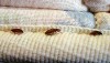 Massive Bedbug Infestations Expected For 2011