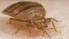 Bedbug Victim At Bedbug Convention Confronts Bedbug Infestation
