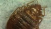 Tips From ‘The Bedbug Survival Guide’