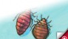New York City Launches Bedbug Website