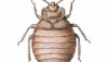 Bedbug Repellent Discovered