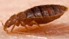 How Businesses Can Prepare For BedBugs