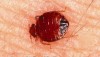 As The BedBug Problem Grows So Do The Issues