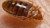 How To Protect Yourself Against BedBugs This Summer