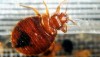 Bedbugs Triple In NYC Schools In One Year