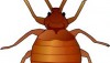 Bedbug Summit Discusses Latest Trends & Weapons