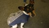Washington Area Rescue Dog Sniffs Out Bedbugs