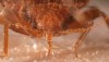 Bedbug Report Shows Treatment For Infestations Way Up