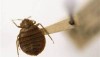 When Bedbugs Create Extreme Anxiety