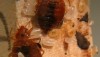 Researchers Find Why Bedbugs Are Resistant To Pesticides