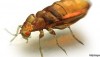 Image_Bedbugville_Scientists_Find_New_Ways_To_KIll_Bedbugs