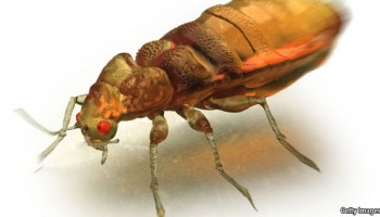 Image_Bedbugville_Scientists_Find_New_Ways_To_KIll_Bedbugs
